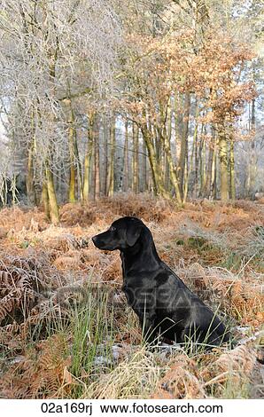Stock Image - A black labrador. Fotosearch