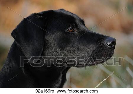 A black labrador View Large Photo Image Stock Photography - A black labrador. Fotosearch