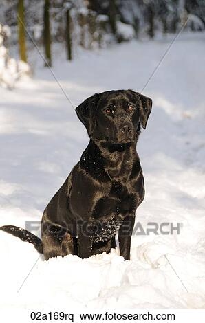 A black labrador View Large Photo Image Stock Photography - A black labrador. Fotosearch