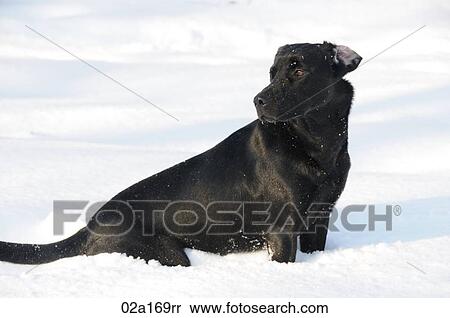 A black labrador View Large Photo Image Stock Photography - A black labrador. Fotosearch