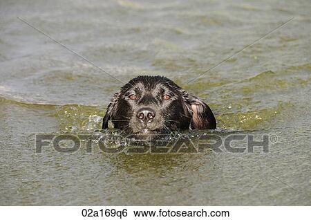 Stock Photograph - A black labrador swimming. Fotosearch