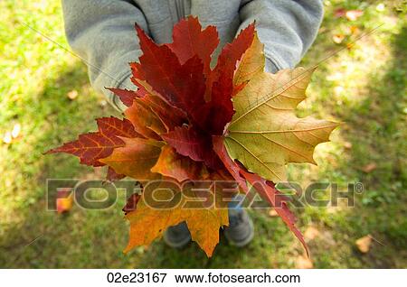 A child's collected bouquet of autumn leaves. View Large Photo Image Stock Photo - A child's collected bouquet of autumn leaves.. Fotosearch