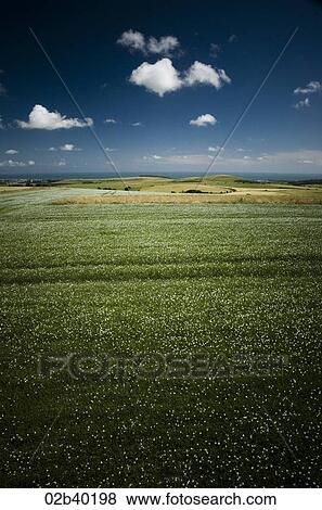 A clear day in Sussex Fields View Large Photo Image Stock Photo - A clear day in Sussex Fields. Fotosearch