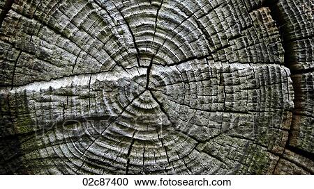 Stock Image - A cross section of a tree stump.. Fotosearch