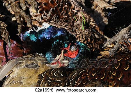 Stock Photo - A dead pheasant. Fotosearch