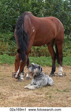 A dog and a horse View Large Photo Image Stock Image - A dog and a horse. Fotosearch