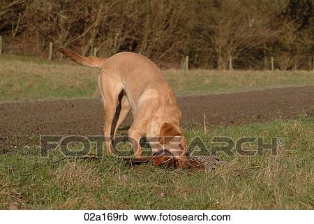 Stock Image - A dog with a dead pheasant during a shoot. Fotosearch