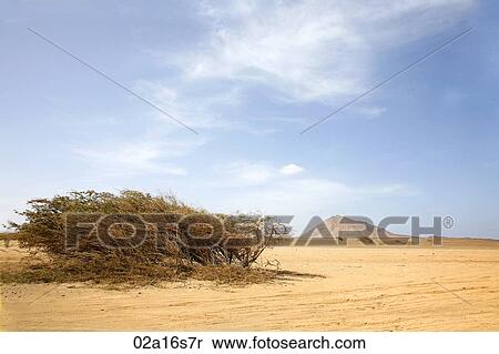 A dry bush in a desert View Large Photo Image Stock Photography - A dry bush in a desert. Fotosearch