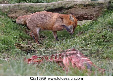 Stock Photo - A fox next to a carcus. Fotosearch