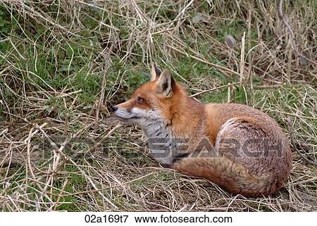 A fox View Large Photo Image Stock Photo - A fox. Fotosearch