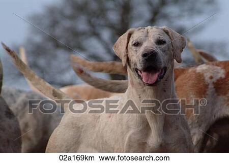A foxhound View Large Photo Image Picture - A foxhound. Fotosearch