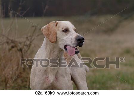 A foxhound View Large Photo Image Stock Photo - A foxhound. Fotosearch