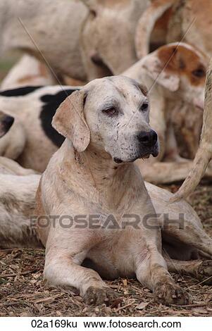 A foxhound View Large Photo Image Stock Photograph - A foxhound. Fotosearch