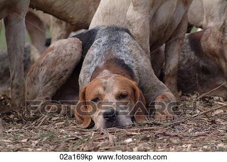 A foxhound View Large Photo Image Stock Photography - A foxhound. Fotosearch