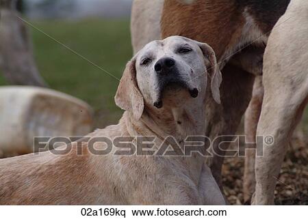 A foxhound View Large Photo Image Stock Photography - A foxhound. Fotosearch