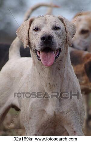 A foxhound View Large Photo Image Stock Photography - A foxhound. Fotosearch