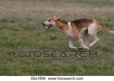Stock Photography - A foxhound. Fotosearch