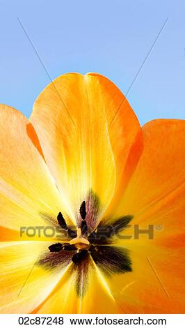 A full bloom spring tulip. View Large Photo Image Stock Photo - A full bloom spring tulip.. Fotosearch