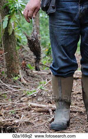 A gamekeeper holding a dead bird View Large Photo Image Stock Image - A gamekeeper holding a dead bird. Fotosearch