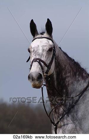 A grey horse View Large Photo Image Stock Image - A grey horse. Fotosearch