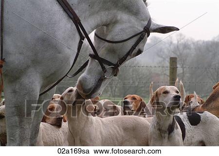 A horse and foxhounds View Large Photo Image Stock Image - A horse and foxhounds. Fotosearch