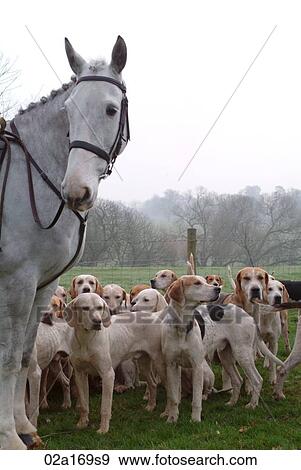 A horse and foxhounds View Large Photo Image Stock Photo - A horse and foxhounds. Fotosearch