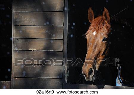 Stock Photo - A horse in a stable. Fotosearch