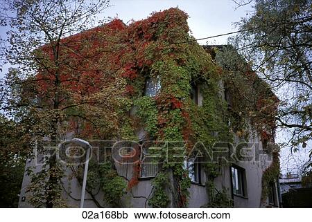 A house covered by red, yellow and green climbing vine View Large Photo Image Stock Image - A house covered by red, yellow and green climbing vine. Fotosearch