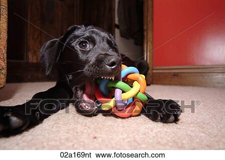 Stock Photograph - A labrador puppy. Fotosearch