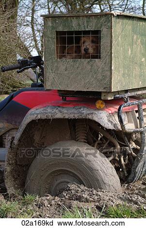 A quad bike and a dog View Large Photo Image Stock Image - A quad bike and a dog. Fotosearch