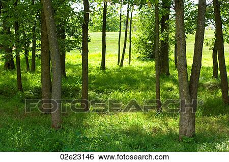 A row of trees on the edge of a field. View Large Photo Image Stock Photograph - A row of trees on the edge of a field.. Fotosearch