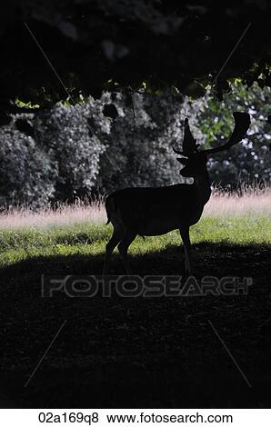 Stock Photo - A stag. Fotosearch