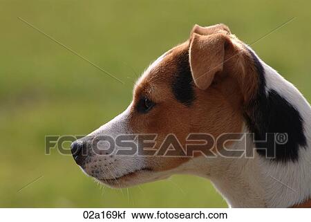 A terrier View Large Photo Image Stock Image - A terrier. Fotosearch
