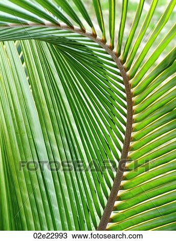 Abstract detail of curved palm leaf. View Large Photo Image Stock Image - Abstract detail of curved palm leaf.. Fotosearch