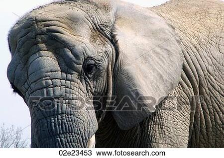 Stock Image - African elephant.. Fotosearch
