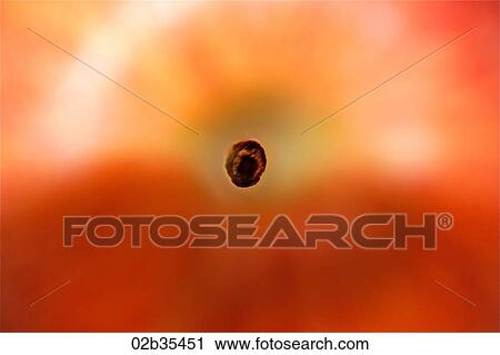 Stock Image - Apple. Fotosearch