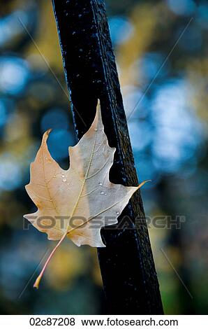 Autum fallen leaf stuck to railing. View Large Photo Image Stock Photo - Autum fallen leaf stuck to railing.. Fotosearch