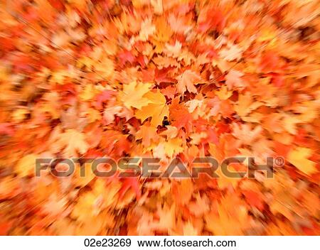 Stock Photo - Autumn Fall leaves.. Fotosearch
