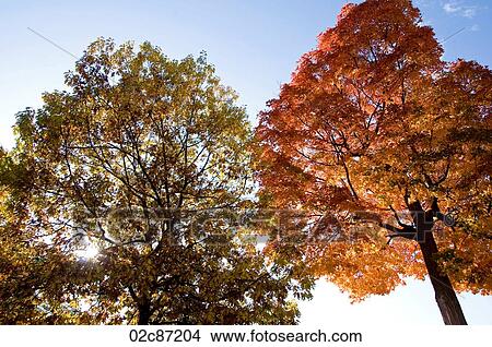 Picture - Autumn foliage.. Fotosearch