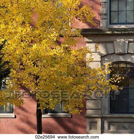 Autumn leaves in Boston, Massachusetts, USA View Large Photo Image Picture - Autumn leaves in Boston, Massachusetts, USA. Fotosearch