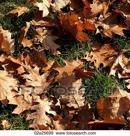 Autumn leaves in Boston, Massachusetts, USA View Large Photo Image Stock Photo - Autumn leaves in Boston, Massachusetts, USA. Fotosearch