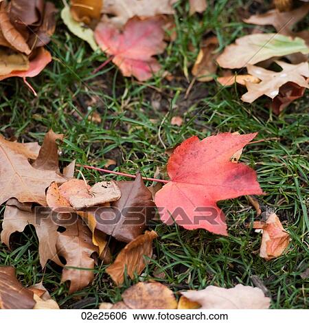 Stock Photograph - Autumn leaves in Boston, Massachusetts, USA. Fotosearch