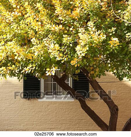 Autumn leaves in Boston, Massachusetts, USA View Large Photo Image Stock Photograph - Autumn leaves in Boston, Massachusetts, USA. Fotosearch