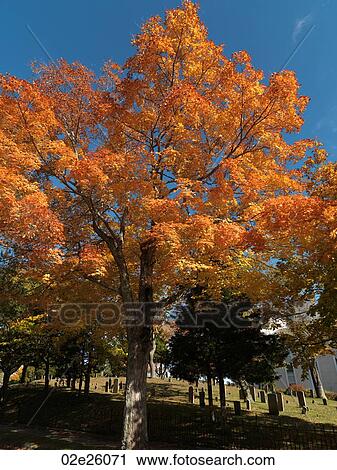 Autumn trees in The Hamptons View Large Photo Image Stock Image - Autumn trees in The Hamptons. Fotosearch