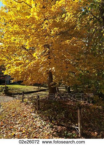 Stock Image - Autumn trees in The Hamptons. Fotosearch