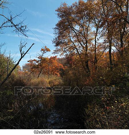 Autumn trees in The Hamptons View Large Photo Image Stock Image - Autumn trees in The Hamptons. Fotosearch