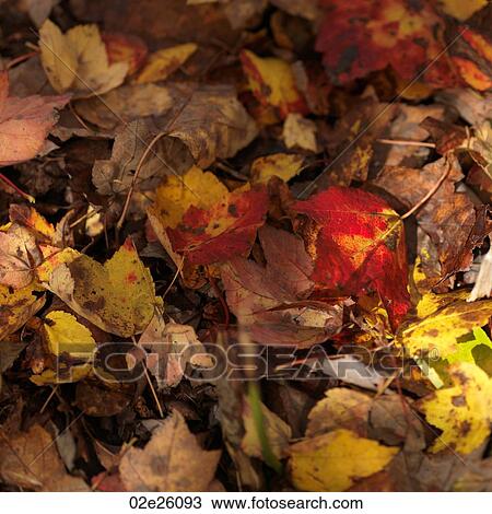Autumn trees in The Hamptons View Large Photo Image Stock Image - Autumn trees in The Hamptons. Fotosearch