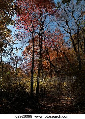 Stock Photo - Autumn trees in The Hamptons. Fotosearch