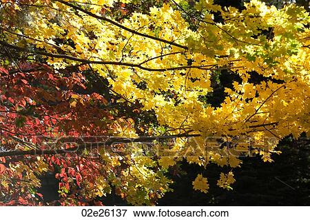 Autumn trees in The Hamptons View Large Photo Image Stock Photo - Autumn trees in The Hamptons. Fotosearch