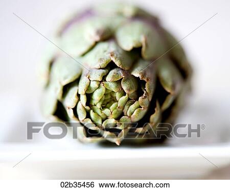Baby Artichoke View Large Photo Image Stock Photograph - Baby Artichoke. Fotosearch